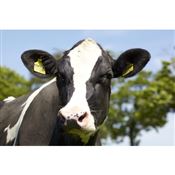 Veehouderij
